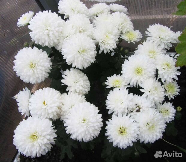 Хризантема корейская