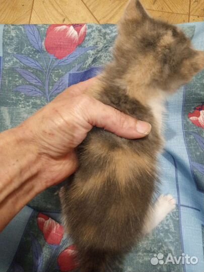 Котенок неженка