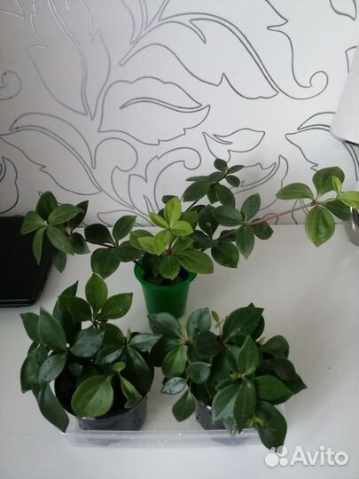 Пеперомия ампельная
