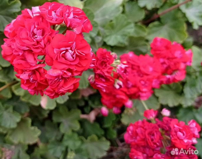 Пеларгония герань