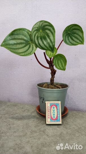 Фиттония серебристожилковая. Пеперомия Арбузная