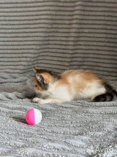 Котята экзоты