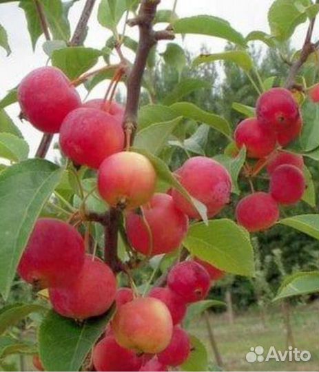 Китайская яблоня райская