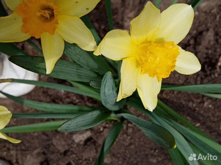 Продам лилии, нарциссы и другие цветы