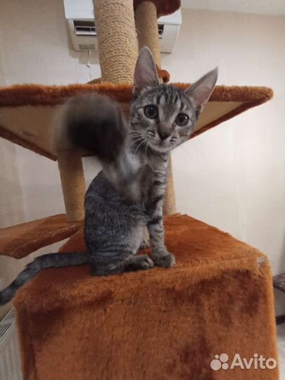 Котёнок девочка 3 месяца