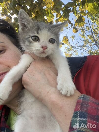 Котеночек мальчик