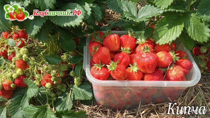 Рассада клубники (крупноплодной земляники садовой)