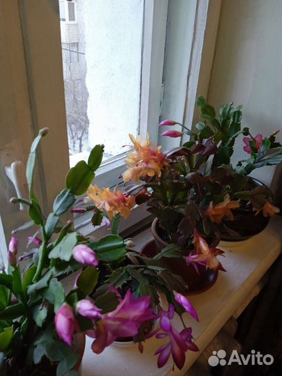 Декабрист шлюмбергера