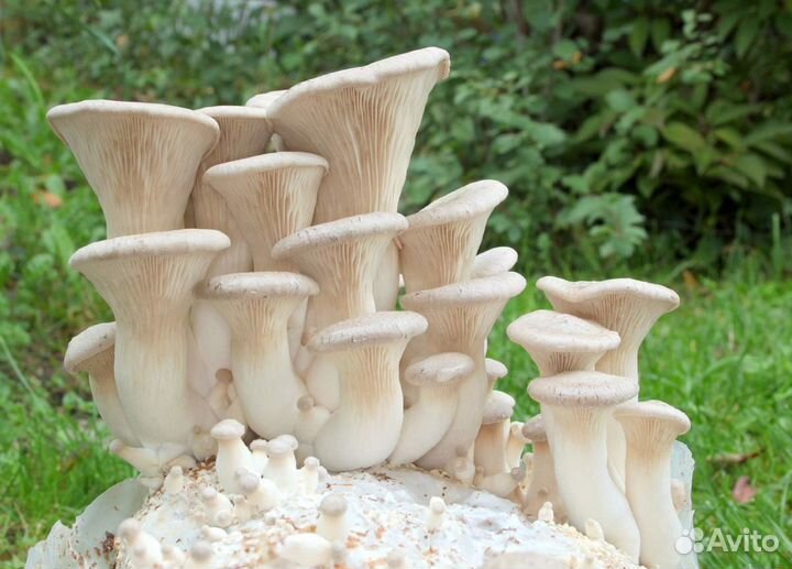 Семена, Мицелий Вешенки королевской, семена грибов