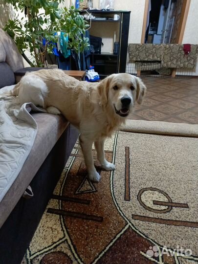 Золотистый ретривер вязка