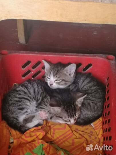Котята в добрые руки бесплатно