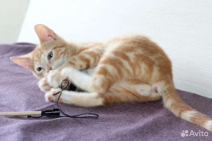 Рыжий котенок Мигель