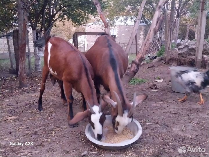 Нубийские козы