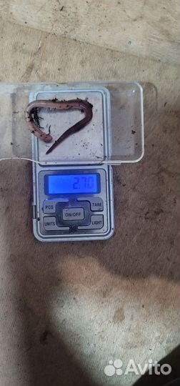 Черви дендробена для рыбалки