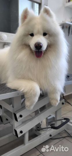 Груминг собак и кошек