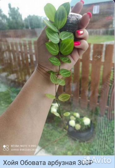 Хойя Хойи дисхидии сортовые комнатные цветы