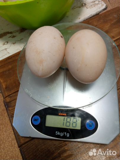 Утиные яйца