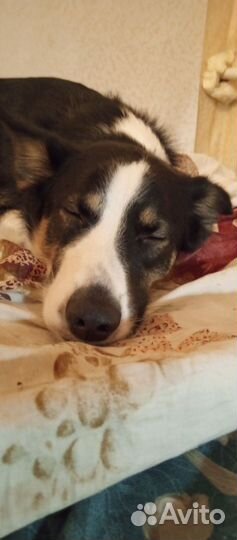 Собака в добрые руки отдам бесплатно