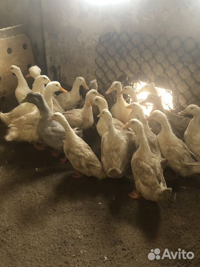 Инкубационное яйцо утки