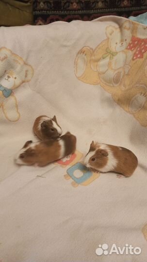 Морская свинка