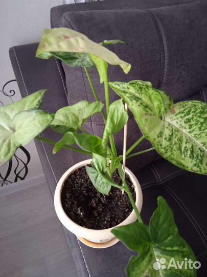 Золотая Венеция, Конфетти