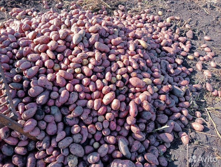 Картофель деревенский