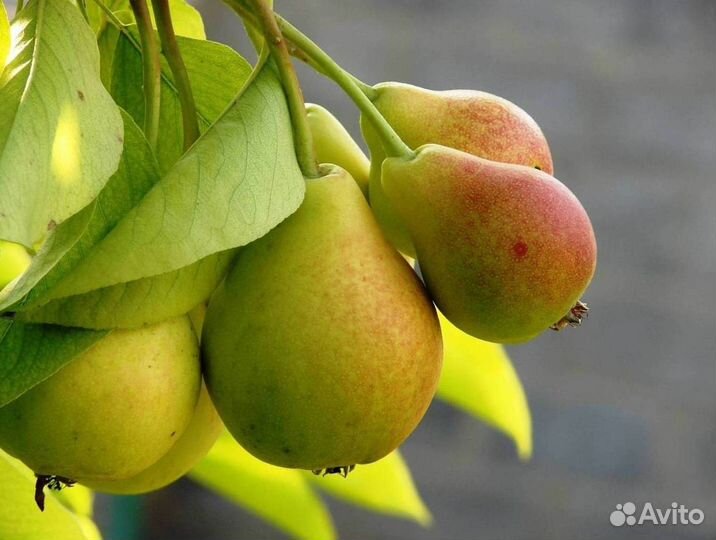 Саженцы груши Июньская ранняя