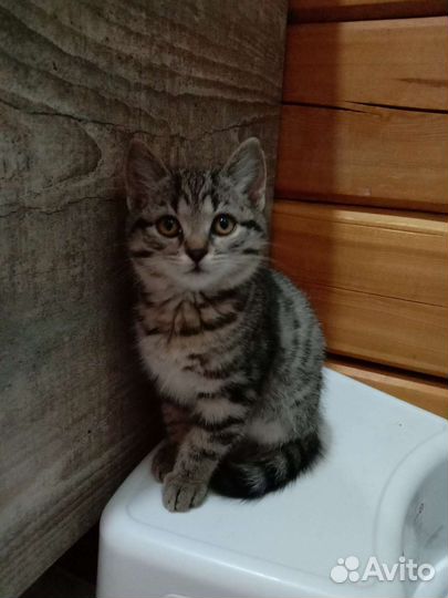 Котёнок девочка в добрые руки бесплатно