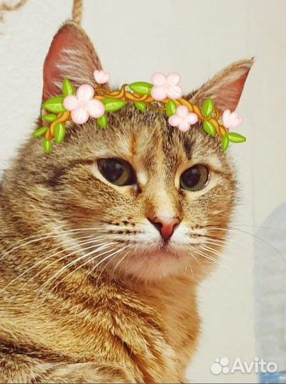 Марта ищет дом