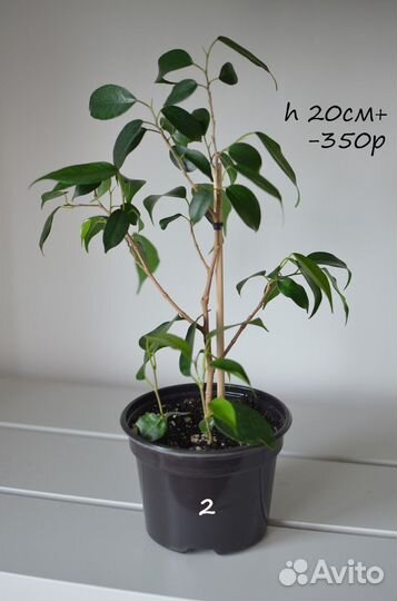 Фикус Бенджамина Даниель