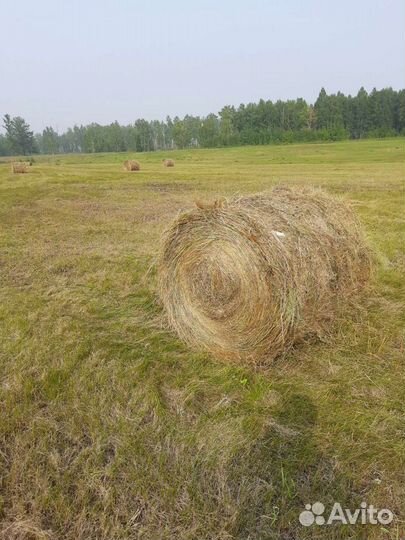 Сено в рулонах