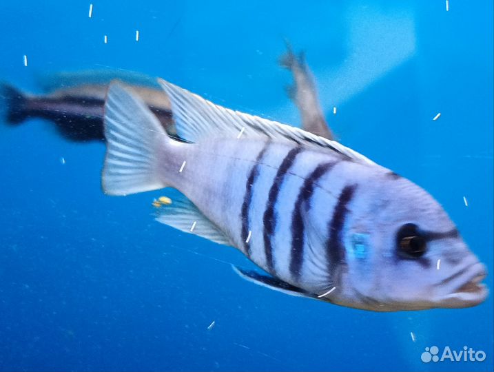 Псевдотрофеус Ацей Мзули Цихлида Малави