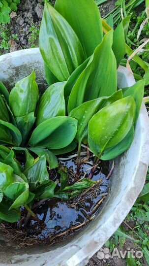 Ландышь майский на рассаду