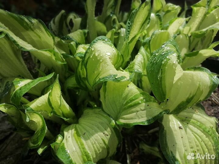 Хоста Форчуна Альбопикта (Fortunei Albopicta)