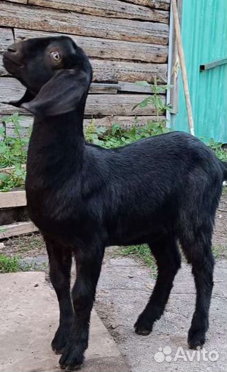 Англо Нубийская козочка