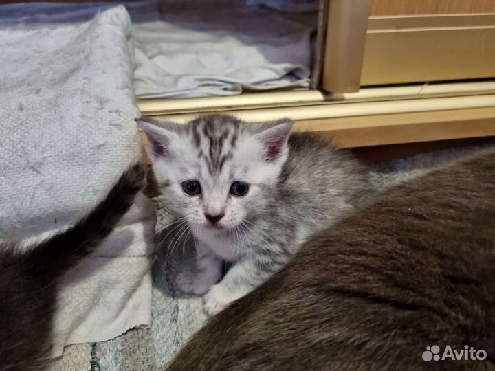 Шотландские котята