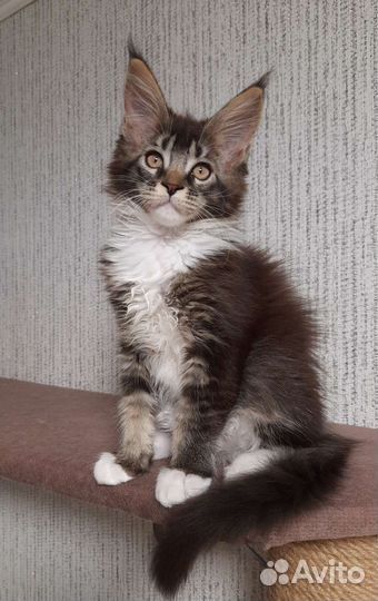 Девочка мейн-кун