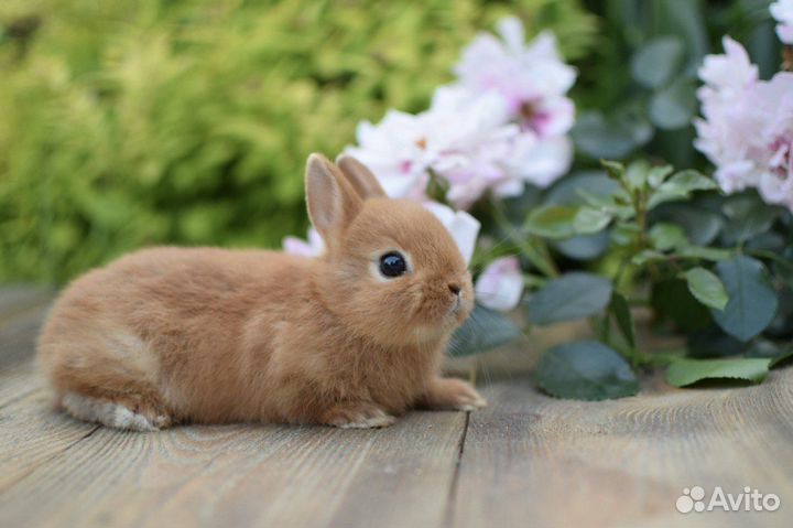 Карликовые кролики от Оли