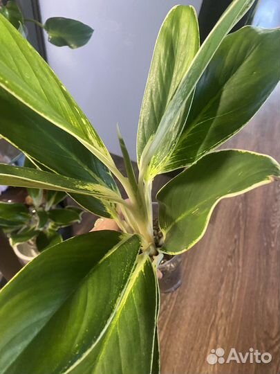 Аглаонема Вайт Лайм