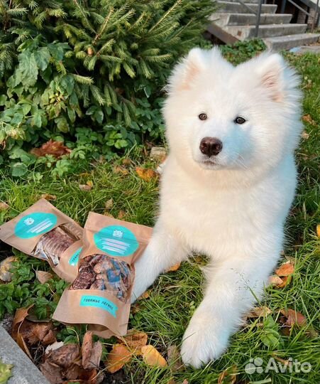 Легкое говяжье сушеное лакомство для собак