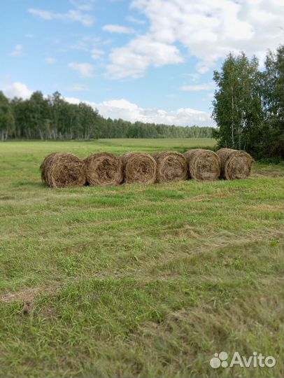 Сено в рулонах