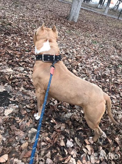 Вязка Стаффордширский терьер