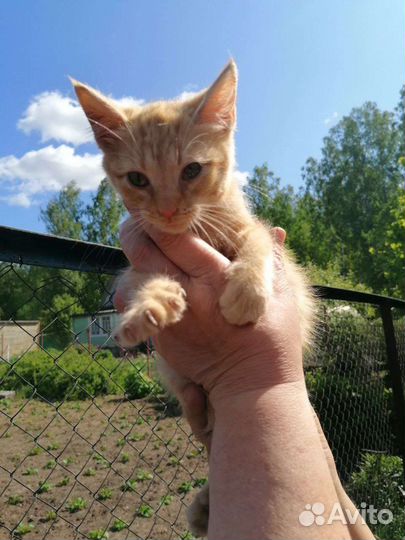 Котята в добрые руки бесплатно