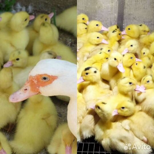 Цыплята, утята, гусята