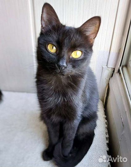 Замечательные миниатюрные кошечки-подростки, в дар