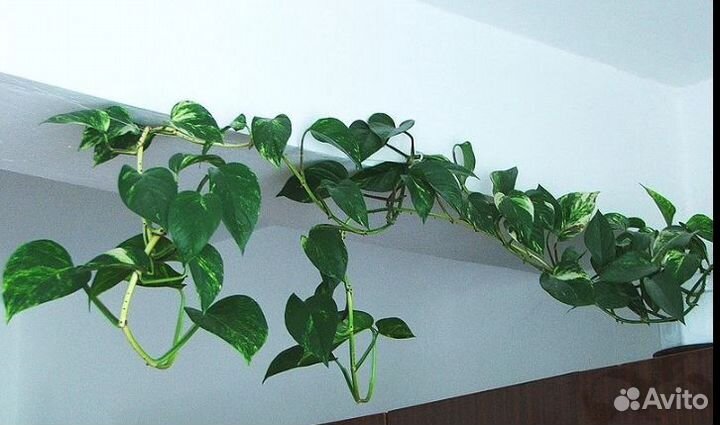 Эпипремнум золотистый.Очищает воздух