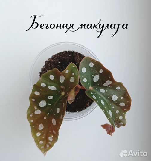 Бегония макулата