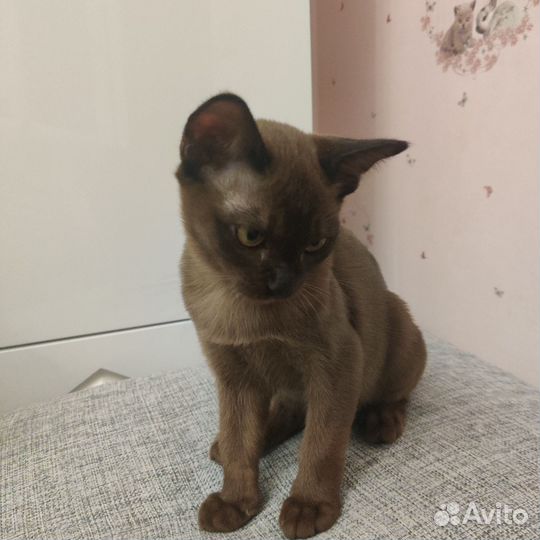 Бурманские котята