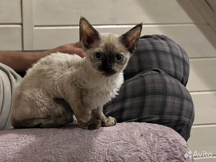 Котята девон-рекс