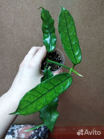 Хойи Обовата, Виллоза, Керри и др. Хавортия Обтуза